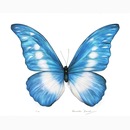 Butterfly project Blue