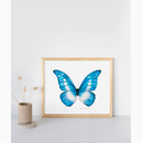 Butterfly project Blue