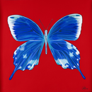 Butterfly project on red