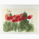 "Red Poppies"