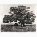 Βασιλική δρυς