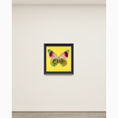 Butterfly project on yellow