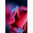 Eternal VI