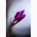 Violet Dream