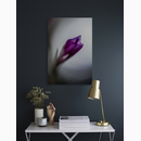 Violet Dream