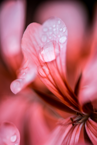 Evening Rain III