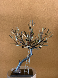 Olive tree with a ladder