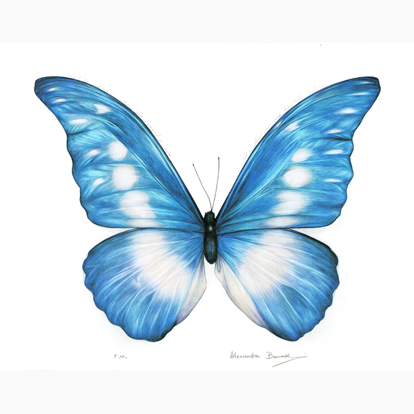 Butterfly project Blue