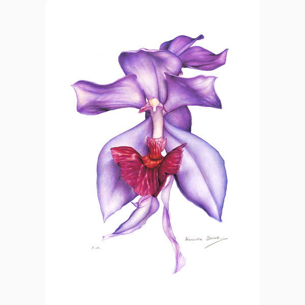Orchid