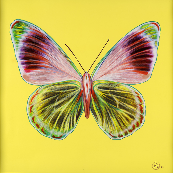 Butterfly project on yellow