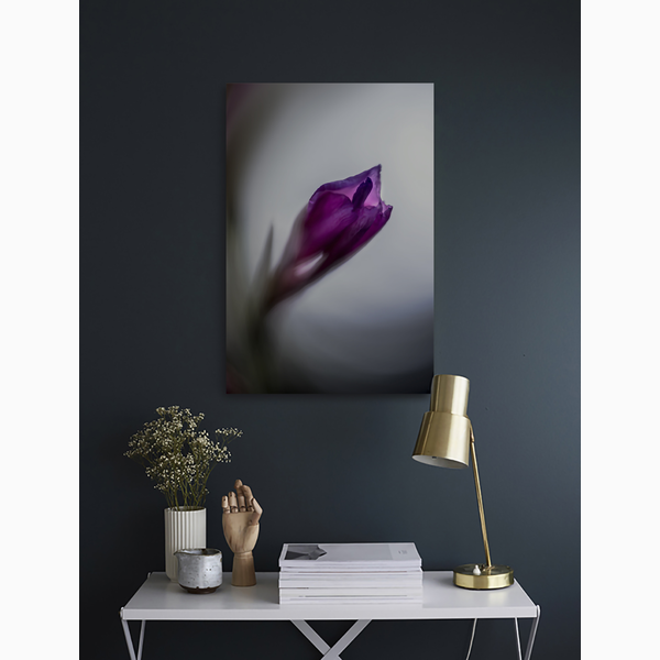 Violet Dream