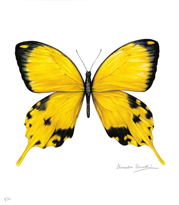 Butterfly project Yellow
