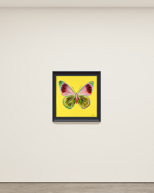 Butterfly project on yellow