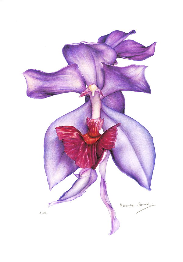Orchid